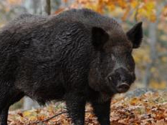 Октябрь и ноябрь: новые возможности для охотников в Беларуси Октябрь и ноябрь: новые возможности для охотников в Беларуси