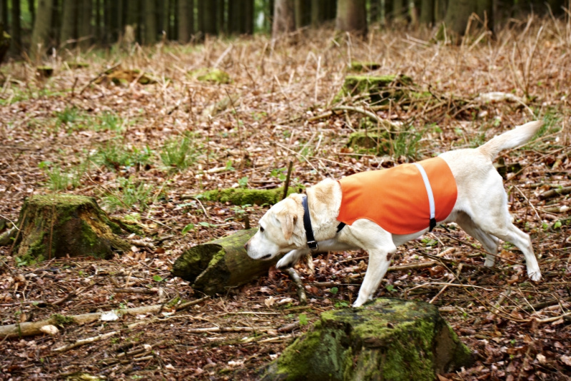 Жилет светотражающий для собак Seeland Dog Waistcoat, Orange (61150096703)